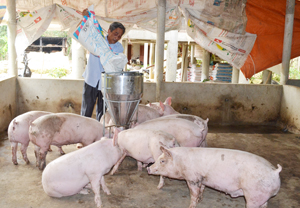 Ông Bùi Quang Nưởng, hội viên NCT xã Lạc Thịnh (Yên Thủy) phát triển mô hình chăn nuôi lợn thịt  mang lại hiệu quả kinh tế cao.