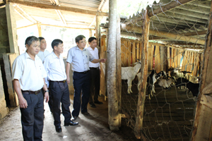 Hội đồng thẩm định NTM tỉnh và huyện đi kiểm tra mô hình sản xuất hiệu quả ở xã Mông Hoá.
