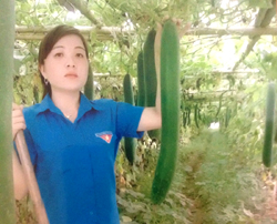 Từ trồng cây màu, mỗi năm, gia đình chị Quách Thị Phượng, xã Nam Thượng (Kim Bôi) thu về từ 100-150 triệu đồng.