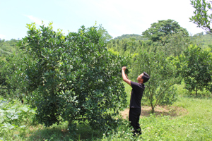 Thực hiện chủ trương chuyển đổi cơ cấu cây trồng,  người dân xã Yên Thượng (Cao Phong) mở rộng diện tích  trồng cây ăn quả có múi đem lại hiệu quả kinh tế khá.