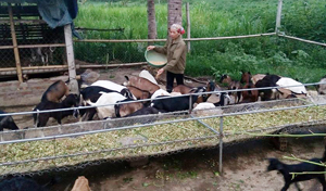 Chị Tính chăm sóc đàn dê trên 40 con của gia đình.