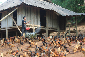 Thiết thực học tập và làm theo tấm gương đạo đức Hồ Chí Minh, nhiều hộ gia đình ở xã Phúc Tuy (Lạc Sơn) vươn lên thoát nghèo trong phát triển kinh tế từ mô hình nông trại, gia trại.
