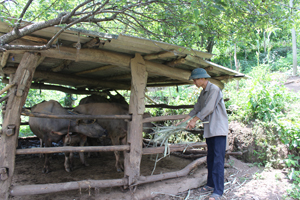 Từ vốn vay ưu đãi của NHCSXH, gia đình ông Bùi Văn Thiến, xóm Bãi Thoáng, xã Yên Thượng đầu tư vào chăn nuôi trâu.