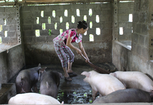Từ nguồn vốn vay ưu đãi của NHCSXH, hộ vay vốn của xóm Cọ, xã Lạc Thịnh (Yên Thuỷ) đầu tư vào chăn nuôi lợn phát triển kinh tế ổn định.