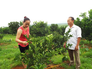 Nhiều hộ gia đình xóm Chẹo Ngoài, xã Nam Phong (Cao Phong) chuyển đổi trồng cây có múi để nâng cao hiệu quả sản xuất.