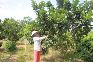 Nhiều hộ nông dân ở xã Tu Lý (Đà Bắc) chuyển đổi cây trồng kém hiệu quả sang trồng cây ăn quả.