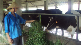 Mô hình chăn nuôi bò sữa của nông dân xã Nhuận Trạch đem lại hiệu quả kinh tế cao