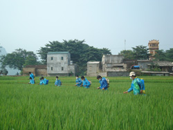 Xã Vĩnh Đồng huyện Kim Bôi đồng loạt ra quân phun thuốc phòng trừ dịch bệnh sâu cuốn lá nhỏ, tập đoàn rầy và lùn sọc đen cho lúa mùa 2010