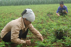 Nhân dân xã Trung Sơn (Lương Sơn) chuyển đất trồng lúa sang chuyên canh rau ngót tương phẩm nâng cao thu nhập
