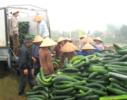Bí xanh là một trong những loại cây có giá trị kinh tế, mang lại thu nhập cho người dân xã Nam Thượng