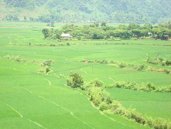 Thực hiện NQ chuyên đề về quy hoạch vùng sản xuất, xã Mai Hịch duy trì diện tích cấy lúa lai đảm bảo an ninh lương thực cho toàn xã