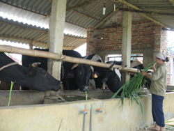 Tại Tân Lạc, nuôi bò nhốt chuồng theo hướng sản xuất hàng hóa là định hướng được nhiều hộ chăn nuôi lựa chọn