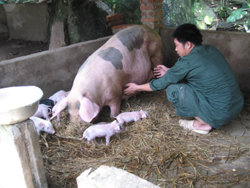 Hộ nghèo xã Kim Tiến, huyện Kim Bôi vay vốn ngân hàng để chăn nuôi lợn nái sinh sản