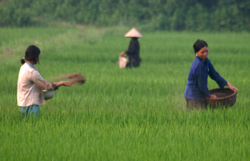 Người lao động ở Chí Đạo - Lạc Sơn đưa giống lúa mới vào sản xuất cho năng xuất cao