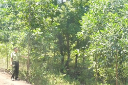 Diện tích rừng khoanh nuôi tái sinh tại xã Thanh Hối, huyện Tân Lạc phát triển tốt