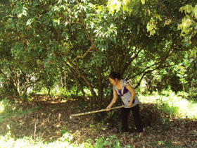 Ngoài kinh doanh, chị Dinh còn trồng và chăm sóc vườn cây với gần 30 cây vải thiều.