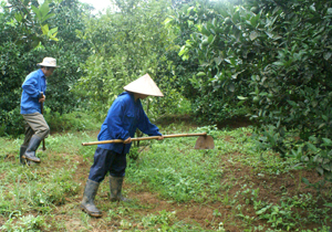 Nông dân đội 7 thị trấn Cao Phong chăm sóc cam chuẩn bị cho mùa thu hoạch năm 2011.
