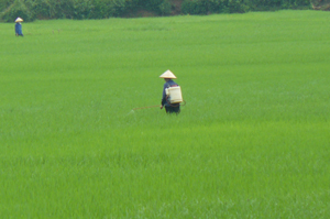 Nông dân xã Yên Mông (TPHB) tăng cường phun thuốc phòng trừ sâu bệnh gây hại trên lúa mùa.