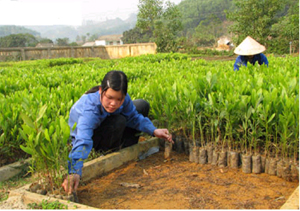 Công ty TNHH một thành viên Lâm nghiệp Hòa Bình chủ động gieo ươm trên 700 vạn giống cây lâm nghiệp phục vụ mùa trồng rừng năm 2011.