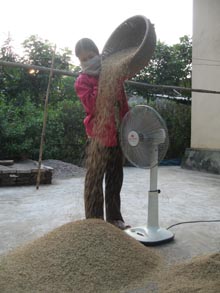 Nông dân xã Đồng Tâm tham gia mô hình khảo nghiệm giống Xuyên hương 178, năng suất đạt trên 70 tạ/ha, chất lượng gạo tốt.
