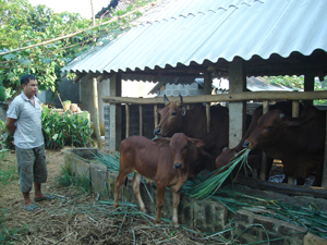 Gia đình anh Bùi Văn Vinh ở xóm Đồng Mới, xã Dũng Phong (Cao Phong) thường xuyên tiêm phòng cho đàn bò nên hạn chế được dịch bệnh.