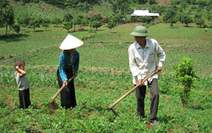 Nông dân xóm Tày Măng, xã Tu Lý chăm sóc ngô vụ hè - thu.