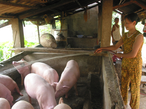 Nhiều hộ gia đình xã Mỵ Hòa (Tân Lạc) phát triển chăn nuôi lợn mang lại hiệu quả kinh tế cao.