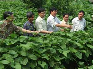 Các đồng chí lãnh đạo UBND tỉnh kiểm tra mô hình kinh tế trồng su su lấy ngọn tại xã Quyết Chiến (Tân Lạc). Ảnh:  L.C