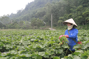 Nông dân xóm Khan Thượng, xã Ba Khan (Mai Châu) nhân rộng mô hình trồng su su lấy ngọn an toàn theo quy trình thực hành nông nghiệp tốt.