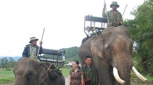 Vợ chồng anh Đàn Năng Long bên con voi Beckham (phải) to lớn, hùng dũng nhất Tây nguyên - Ảnh chụp năm 2009 trước khi voi bị kẻ xấu chặt đuôi, đập vỡ hộp sọ để cạy lấy cặp ngà - Ảnh: Đỗ Lãng Quân