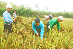 Mường Vang - vùng đất nổi tiếng với cơm, lúa dẻo, thơm ảnh: Nhân dân Mường Vang thu hoạch lúa vụ mùa năm 2011.