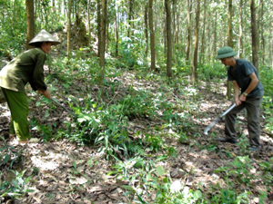 CCB Nguyễn Văn Viện ở xóm Suối Tép, xã Đồng Tâm (Lạc Thuỷ) phát triển kinh tế theo mô hình chăn nuôi kết hợp trồng rừng.