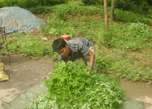 Thương lái thu mua rau ngót  tại xóm Tân Thành, xã Tân Thành (Lương Sơn). 
