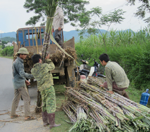 Trồng mía đem lại thu nhập cho người dân Dũng Phong từ 75-150 triệu đồng/ha/năm.