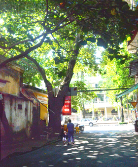 Cây bàng cổ thụ đầu đường Nguyễn Du (đối diện UBND thành phố Hòa Bình) đã từng là nơi “tổ công chức cứu quốc” treo, rải truyền đơn vận động nhân dân tham gia mặt trận Việt Minh khởi nghĩa giành chính quyền thời kỳ trước cách mạng tháng 8/1945.
