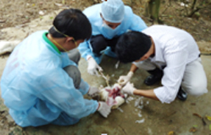Cán bộ Chi cục Thú y mổ khám xác định bệnh tại thôn Đồng Táu, xã Hòa Sơn (Lương Sơn).