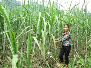 Hộ gia đình đảng viên Bùi Văn Vương, xóm Nà Bờ, xã Sào Báy (Kim Bôi) trồng ngô xen mía mỗi năm thu nhập gần 50 triệu đồng.