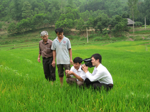Cán bộ Chi cục BVTV kiểm tra diễn biến của tập đoàn rầy trên diện tích lúa mùa huyện Lạc Sơn.