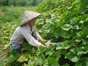 Trên cây bí xanh cần chú ý phòng trừ bọ nhảy và bệnh phấn trắng. ảnh: Nông dân xã Mai Hạ (Mai Châu) trồng và chăm sóc bí xanh.