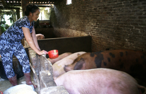 Mô hình chăn nuôi lợn thịt của gia đình chị Chung đã mang lại thu nhập hàng chục triệu đồng/năm.