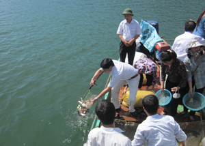 Từ vốn chương trình khuyến ngư, hàng tấn cá giống đã được thả xuống hồ.