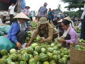 Dưa bở - một trong những cây trồng giúp nông dân xã Sào Báy tăng hệ số sử dụng đất, nâng cao mức thu nhập từ sản xuất nông nghiệp.