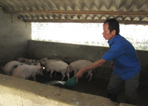 Anh Bùi Thành Thạo, xóm Quê Kho, xã Tú Sơn (Kim Bôi) vay vốn ngân hàng để đầu tư  phát triển đàn lợn thịt, mang lại hiệu quả kinh tế cao.