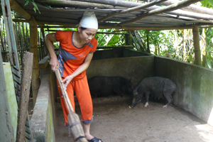 Mô hình nuôi lợn sinh sản từ nguồn vốn hỗ trợ phát triển sản xuất chương trình NTM thực hiện tại xóm Bún, xã Yên Mông (TPHB) bước đầu đem lại hiệu quả kinh tế khá.