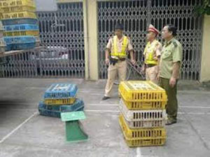 Lực lượng chức năng tỉnh Quảng Ninh bắt giữ các thùng gà giống lậu. Ảnh: T.P 

