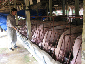Mô hình chăn nuôi lợn  theo hướng gia trại  ở xã Hòa Sơn (Lương Sơn).