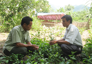 Cán bộ trạm KN-KL huyện Kim Bôi hướng dẫn kỹ thuật trồng xạ đen cho các hộ dân xóm Lươn, xã Thượng Tiến.