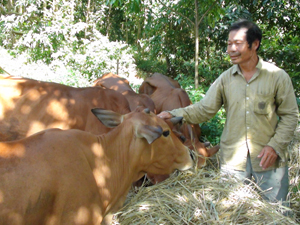 CCB Đinh Công Hải, xóm Sim Trong, xã Hợp Đồng (Kim Bôi) chăm sóc đàn bò của gia đình.