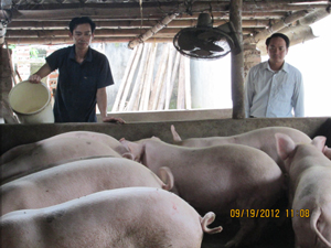 Mô hình chăn nuôi lợn của gia đình đảng viên Đinh Quang Tuyên, phố Đoàn Kết, TT Vụ Bản mỗi năm cho thu nhập gần 100 triệu đồng.