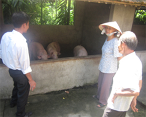 Nông dân tiểu khu 11, thị trấn Lương Sơn phát triển chăn nuôi lợn thịt quy mô gia trại.